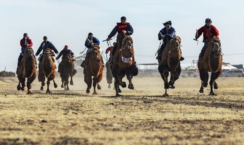 Mongolian camel winter festival Mongolian camel winter festival фото превью