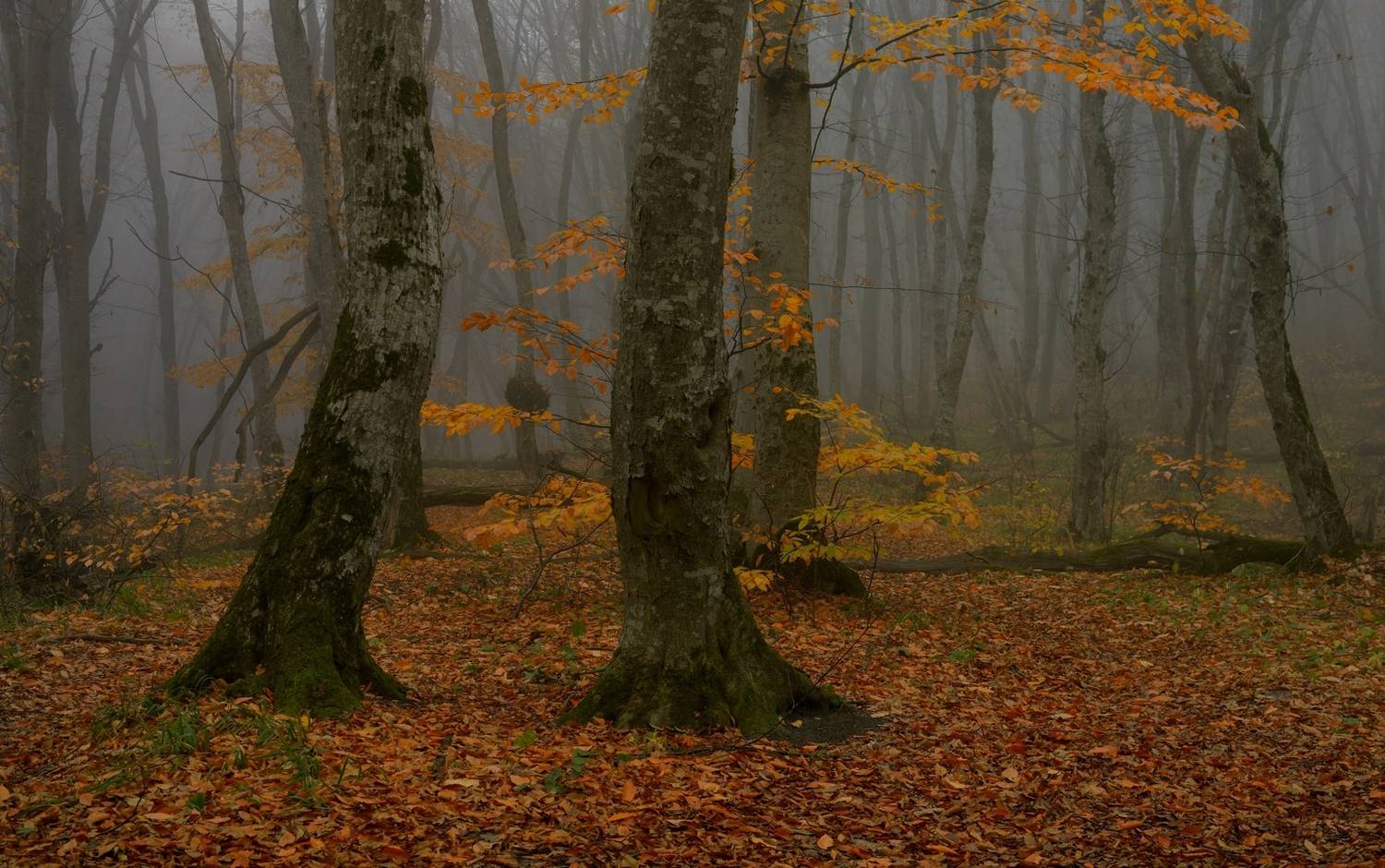 осень листва утро лес туман, Александр Жарников