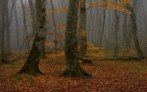 Осеннее утро