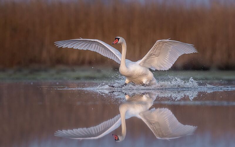 Łabędź niemy фото превью