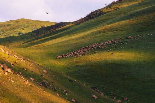 На горных пастбищах..