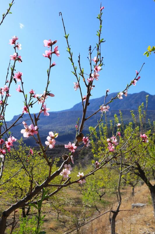 Кавказ, музей, Тетис, Дагестан, Унцукуль  Весна в Дагестане фото превью