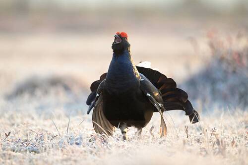 Самый сильный
