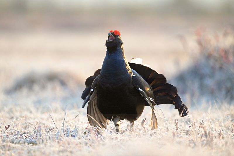 тетерев, grouse, fight, nature, bird, birdwatching, битва, ток, природа, птицы, Ярославль, крылья, взмах, полет, крики, wings, flight Самый сильный фото превью