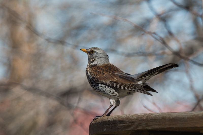 Солист фото превью