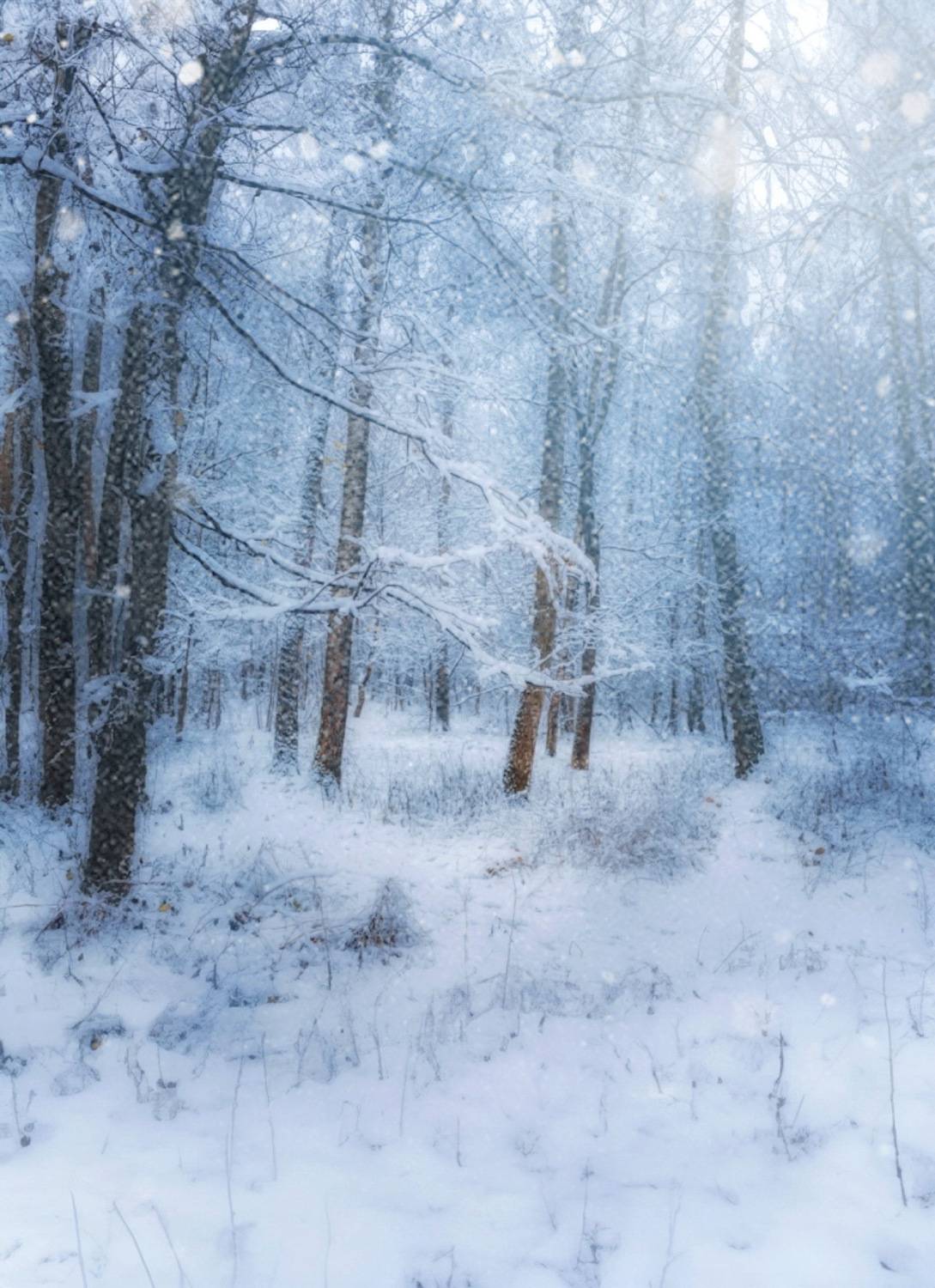 пейзаж, landscape, nature, природа, зима, winter, снег, snow, лес, forest, Julia Kaissa