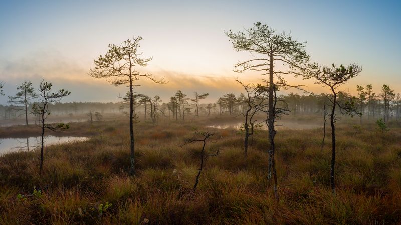 Болотные сосны фото превью