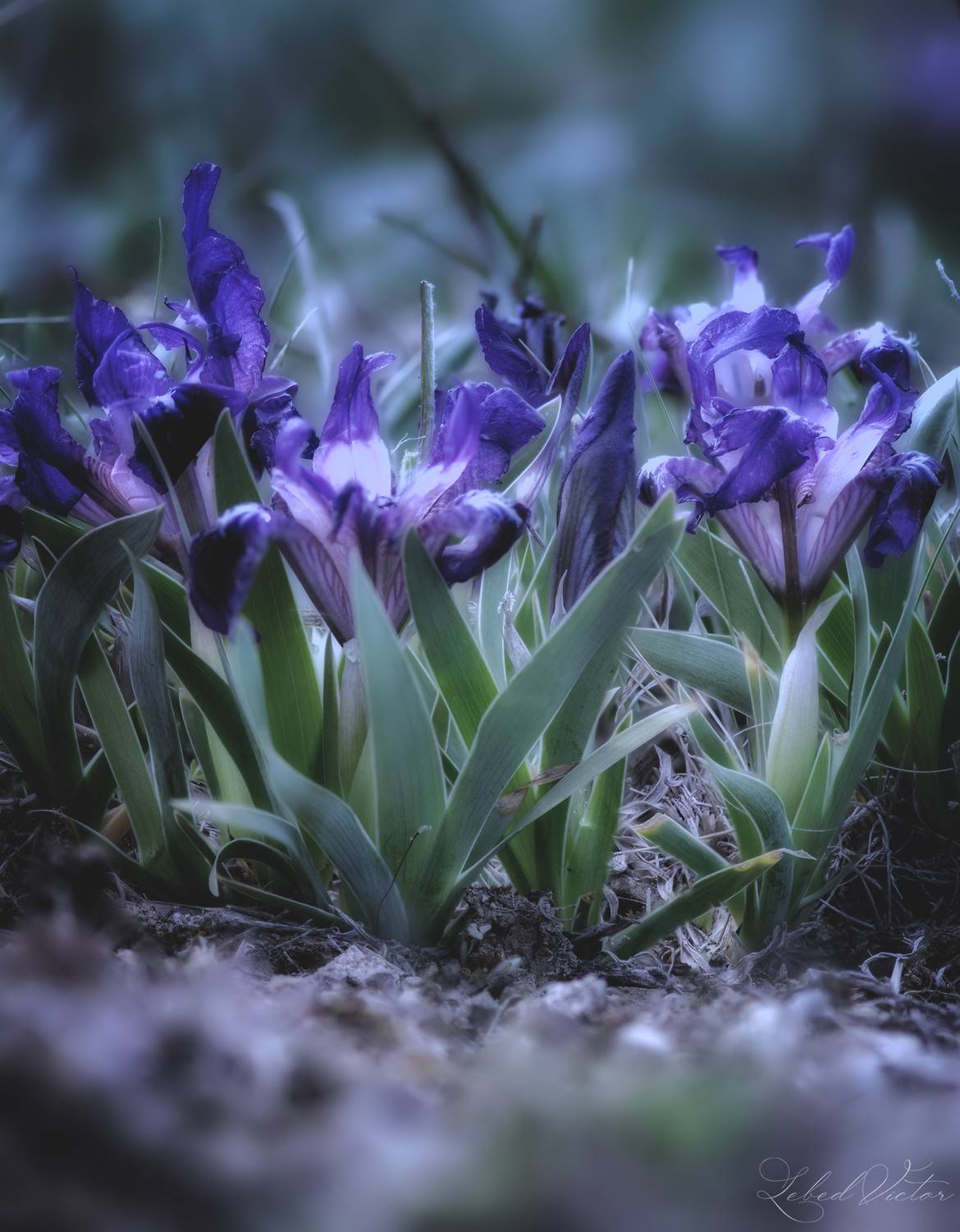 , Виктор Лебедь