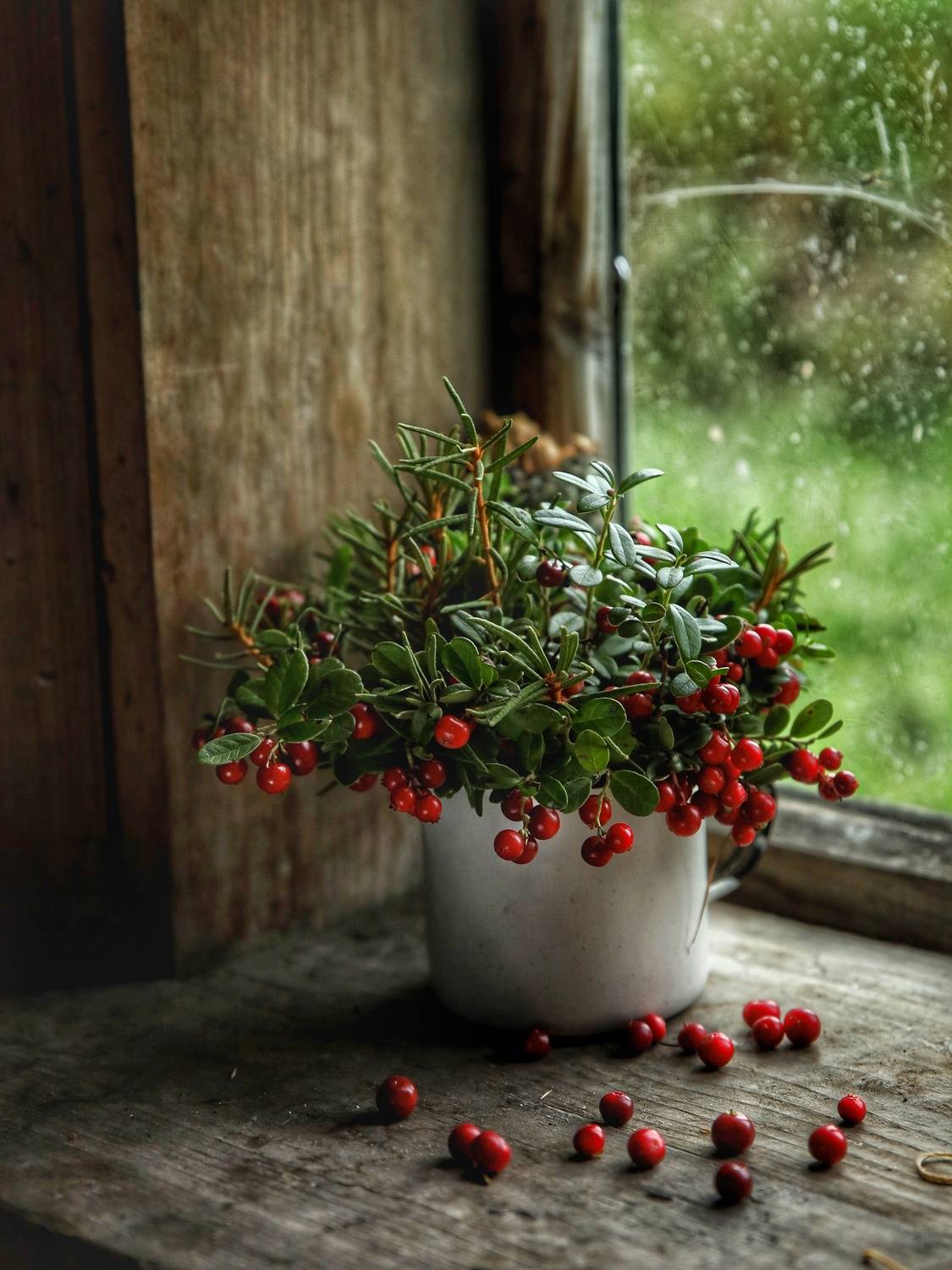 натюрморт, ягоды, брусника, Angelica Medvedeva