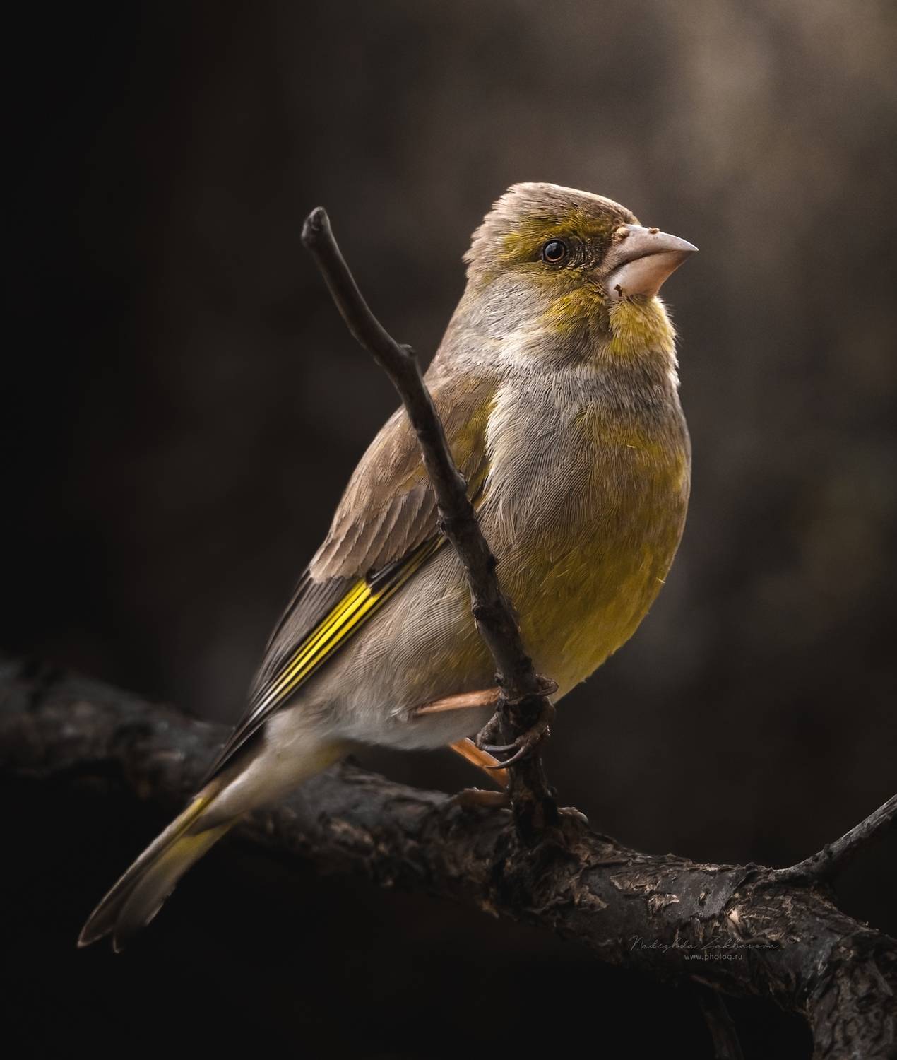 наблюдения за птицами, зеленушки, зеленушка, самец зеленушки, птицы, портреты птиц, эмоции, весна, весна2025, Nadezhda Zakharova