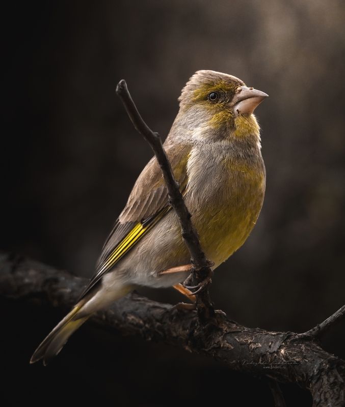 Зеленушка фото превью