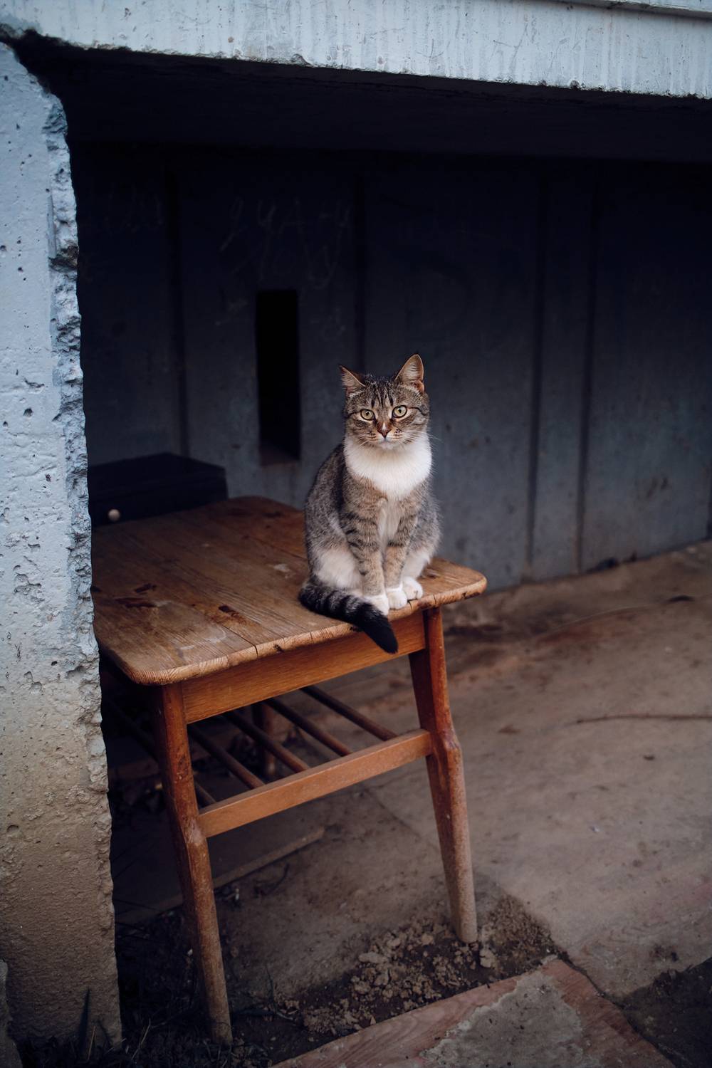 , Дыбов Дмитрий