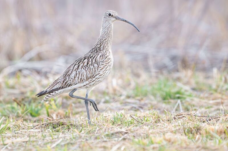 кроншнеп. Большой кроншнеп. фото превью