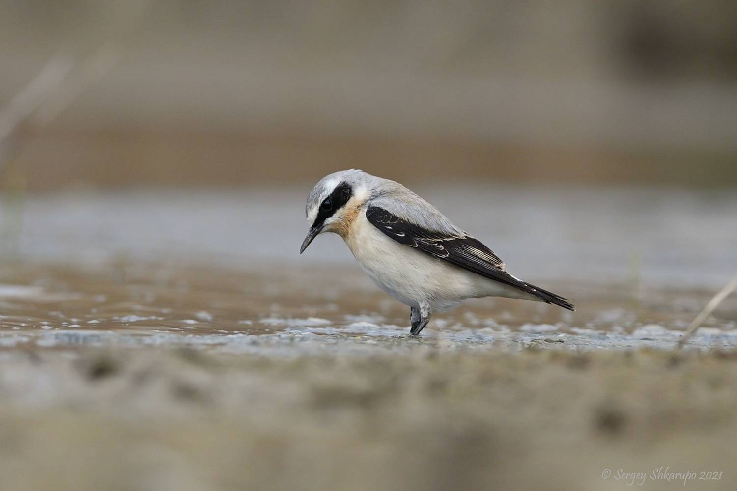 Каменка, Сергей Шкарупо