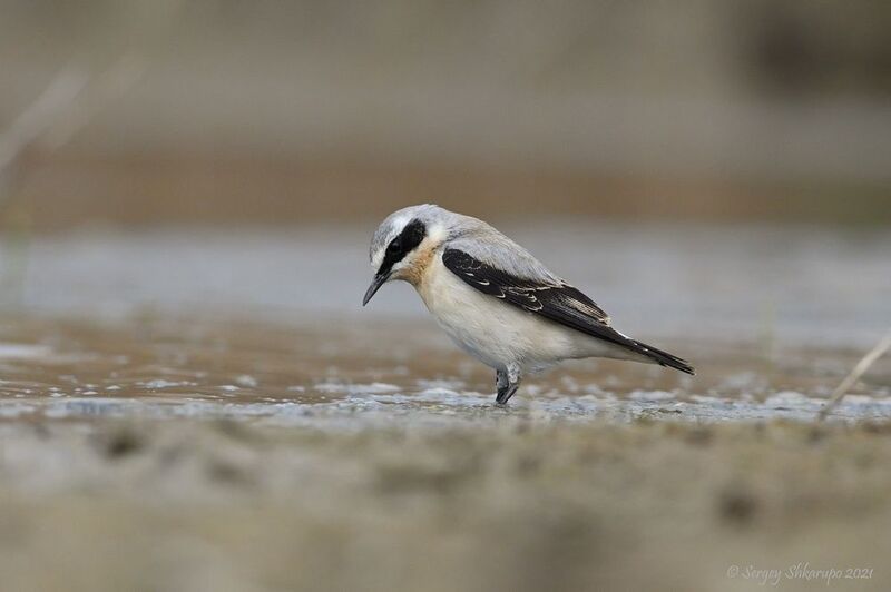 Каменка и озеро фото превью
