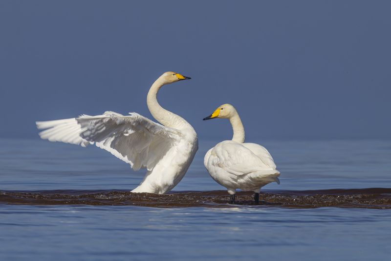 лебедь кликун, лебедь, лебедь-кликун, птицы Лебеди кликуны фото превью