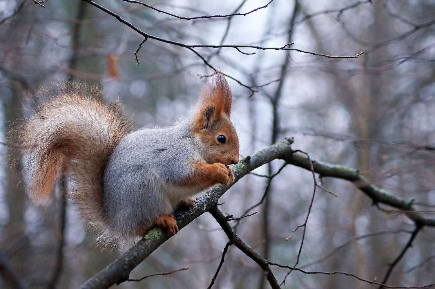 Белка, Чепленко Алексей