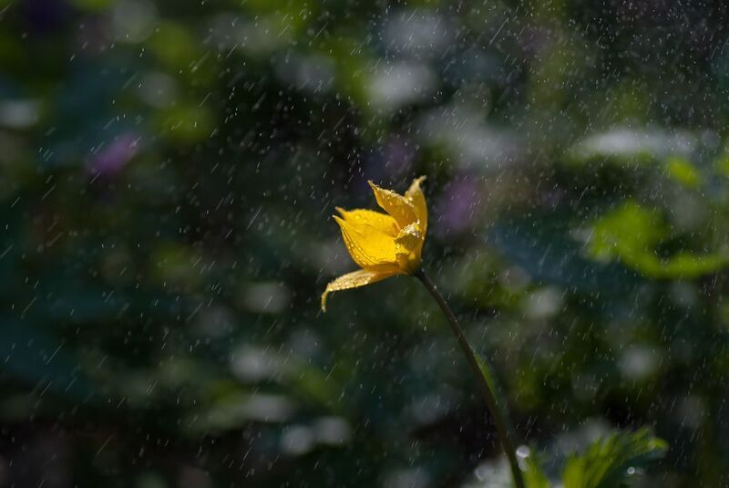 Тюльпан Биберштейна фото превью