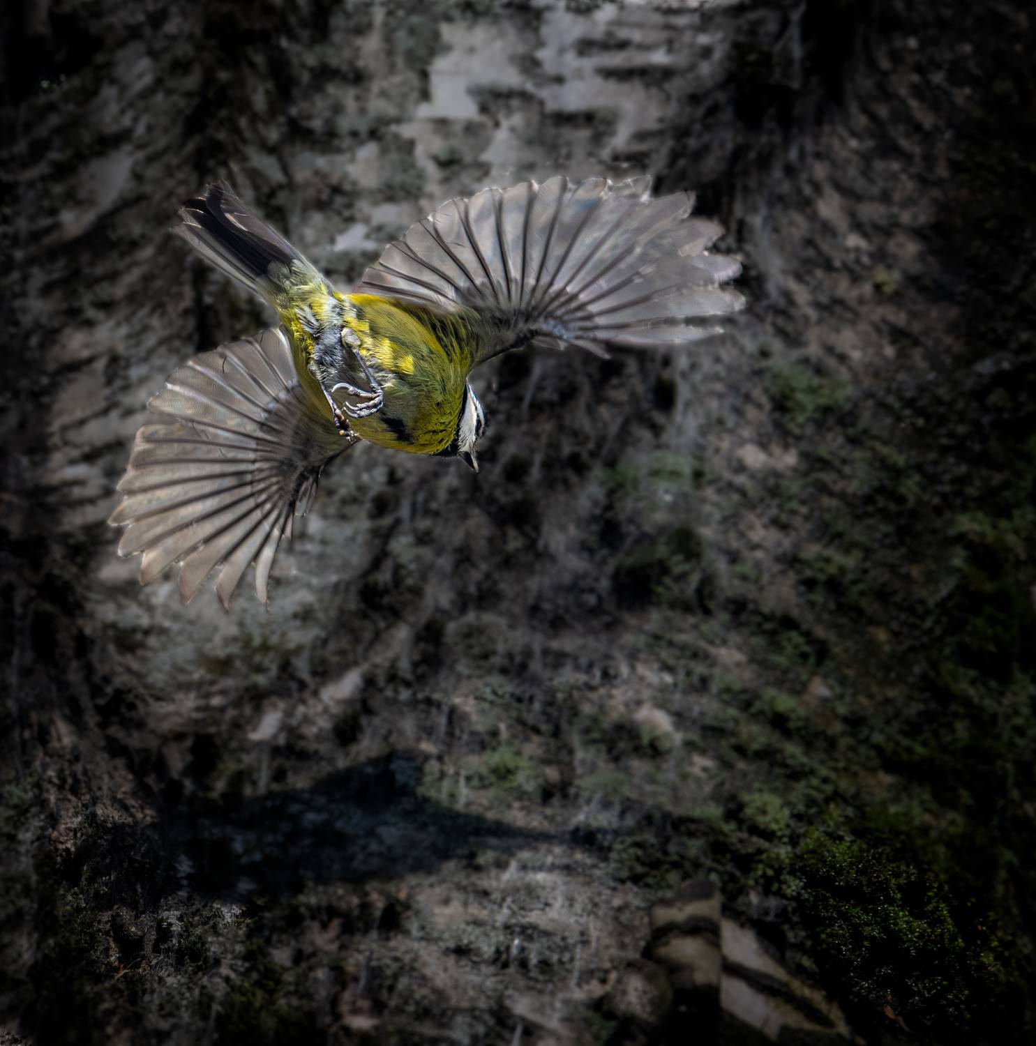 , Курлянцев Алексей