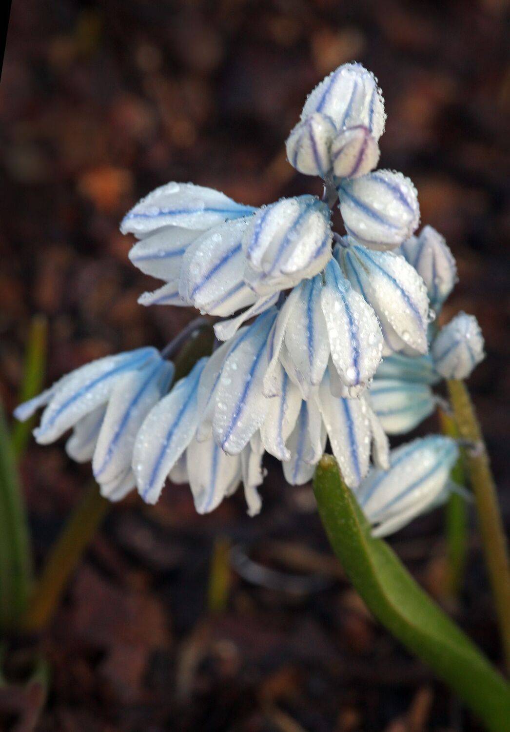 , Бибичков Михаил