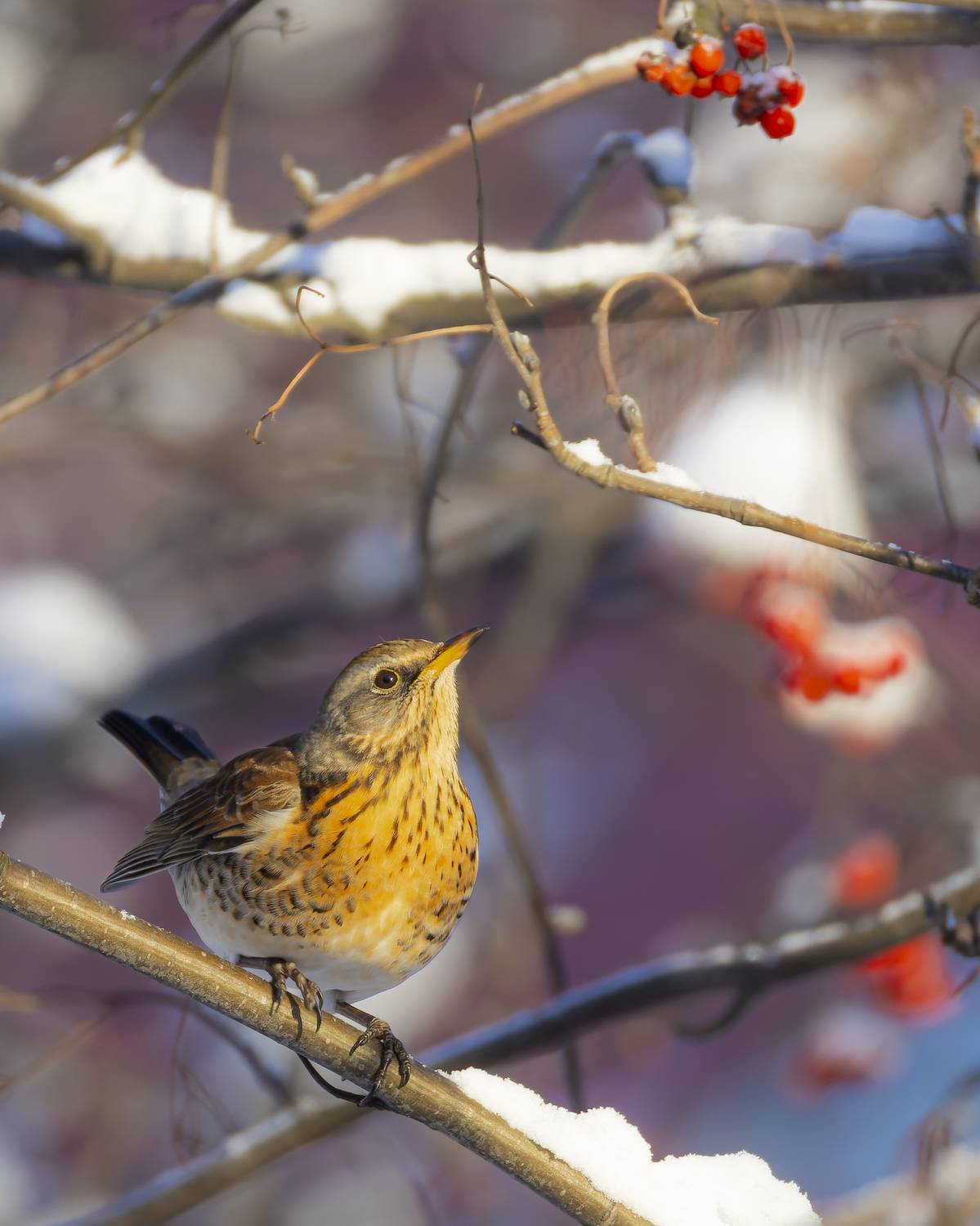 рябинник, дрозд, птицы, Руслан Pl