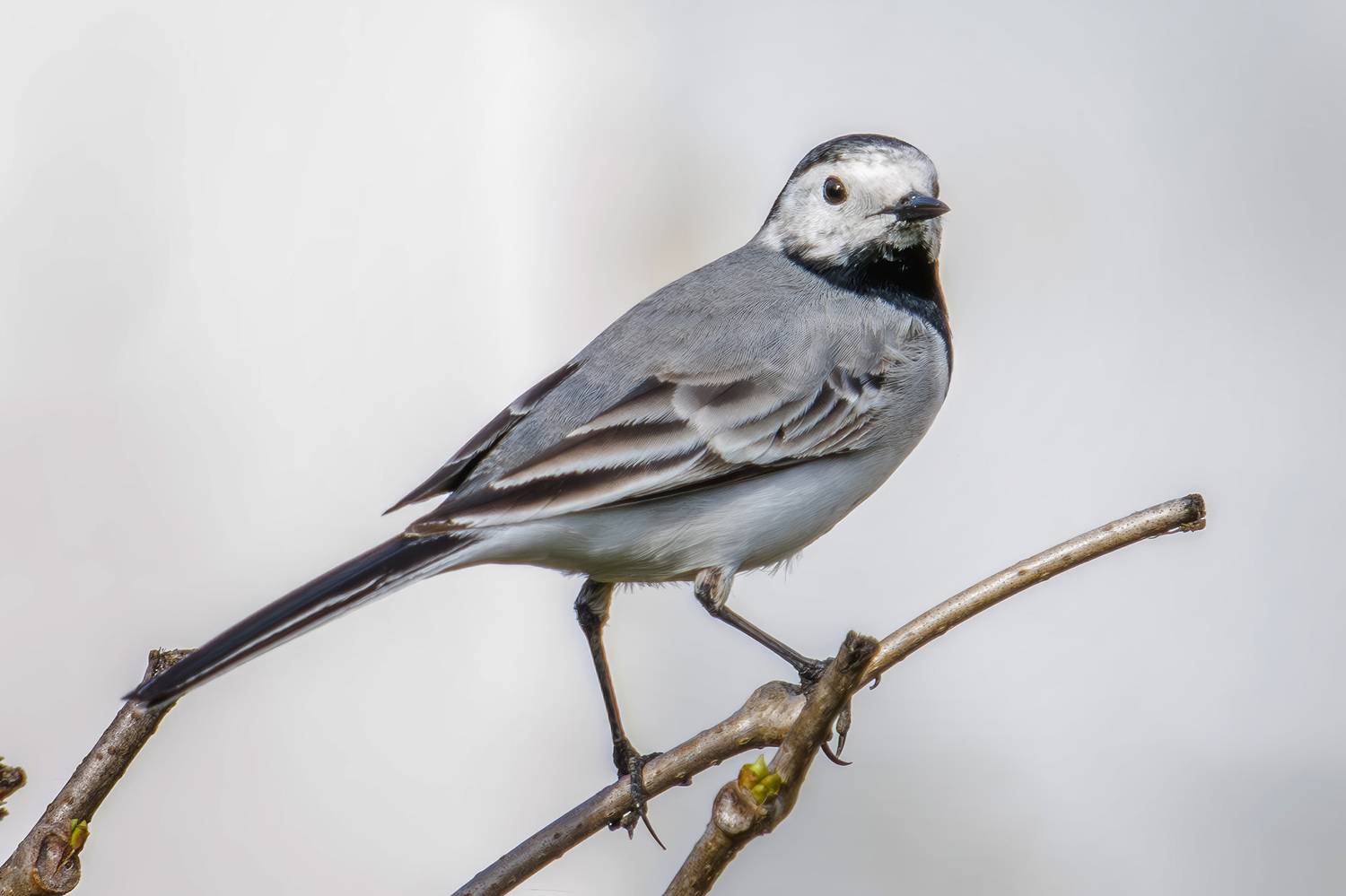 белая, трясогузка, Морозов Сергей