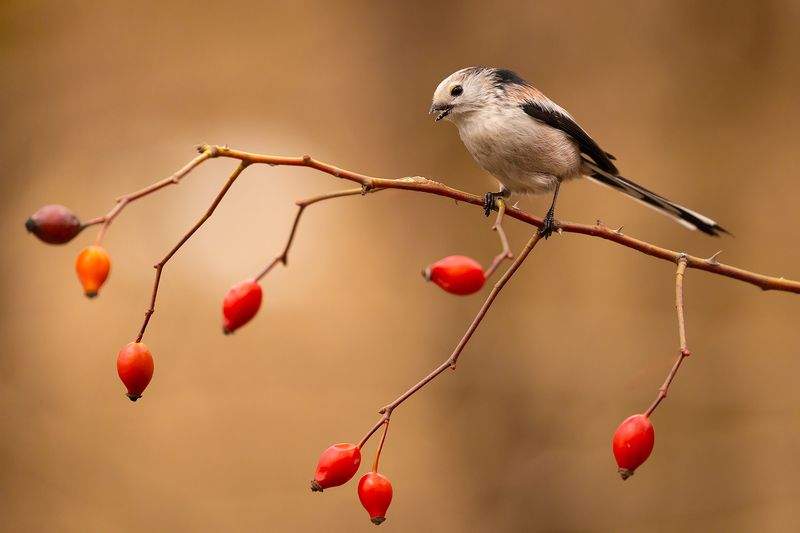 Long-tailed Ti фото превью