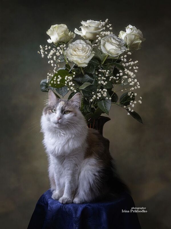 кошки, домашние животные, питомцы, котомодель, букет, розы Пушистая статуэтка фото превью