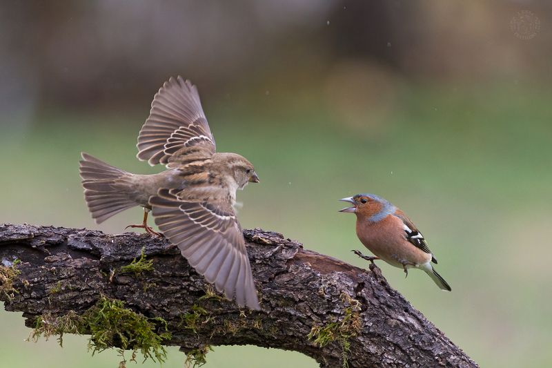 Lens and Feathers фото превью