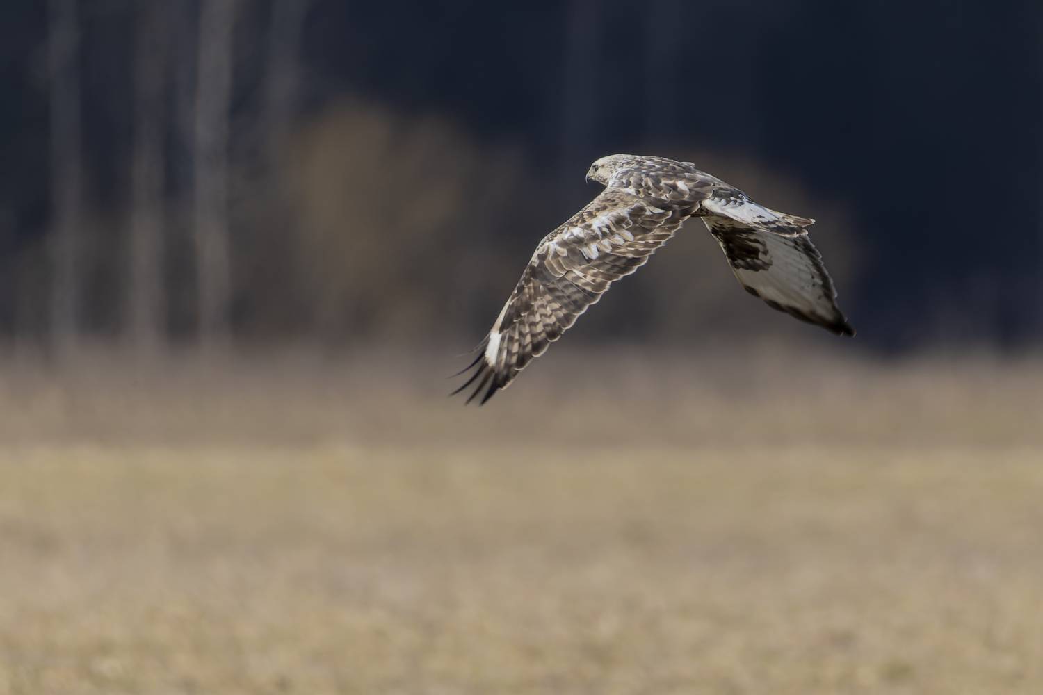 канюк, мохноногий канюк, зимняк, птицы, Руслан Pl