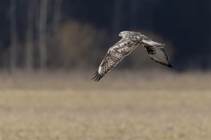 канюк, мохноногий канюк, зимняк, птицы Зимняк фото превью