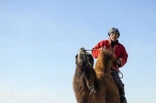 Mongolian camel winter festival