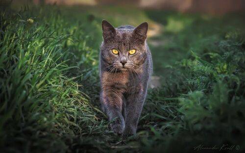 На мягких лапах