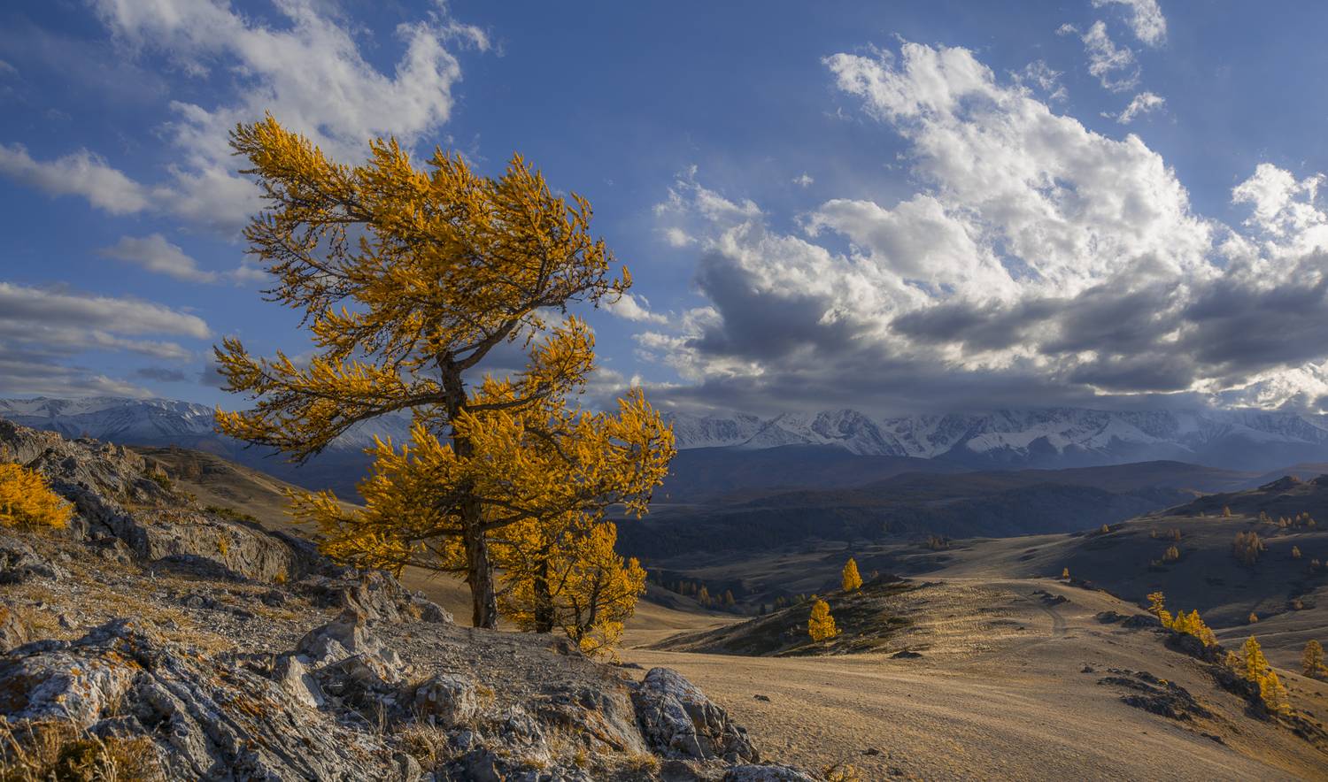 россия, горный алтай,лиственницы, осень, краски осени, цвет лиственниц,вечер, Поляков Андрей
