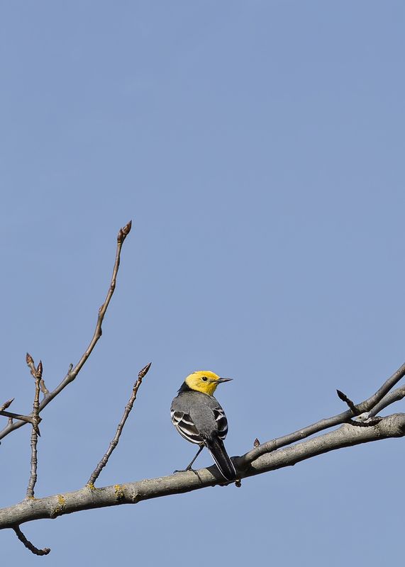 Желтоголовая трясогузка фото превью