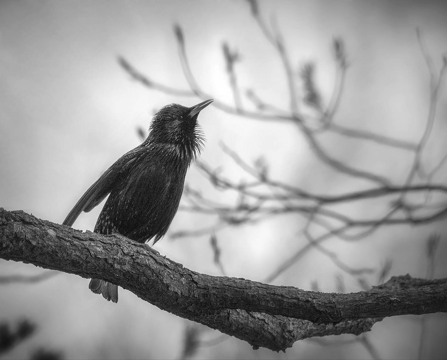 скворец, Сергей Аникин