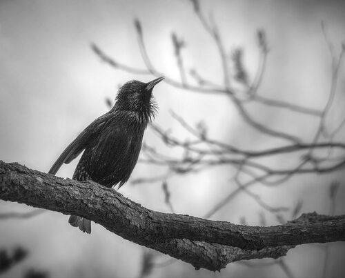 Чёрный скворец