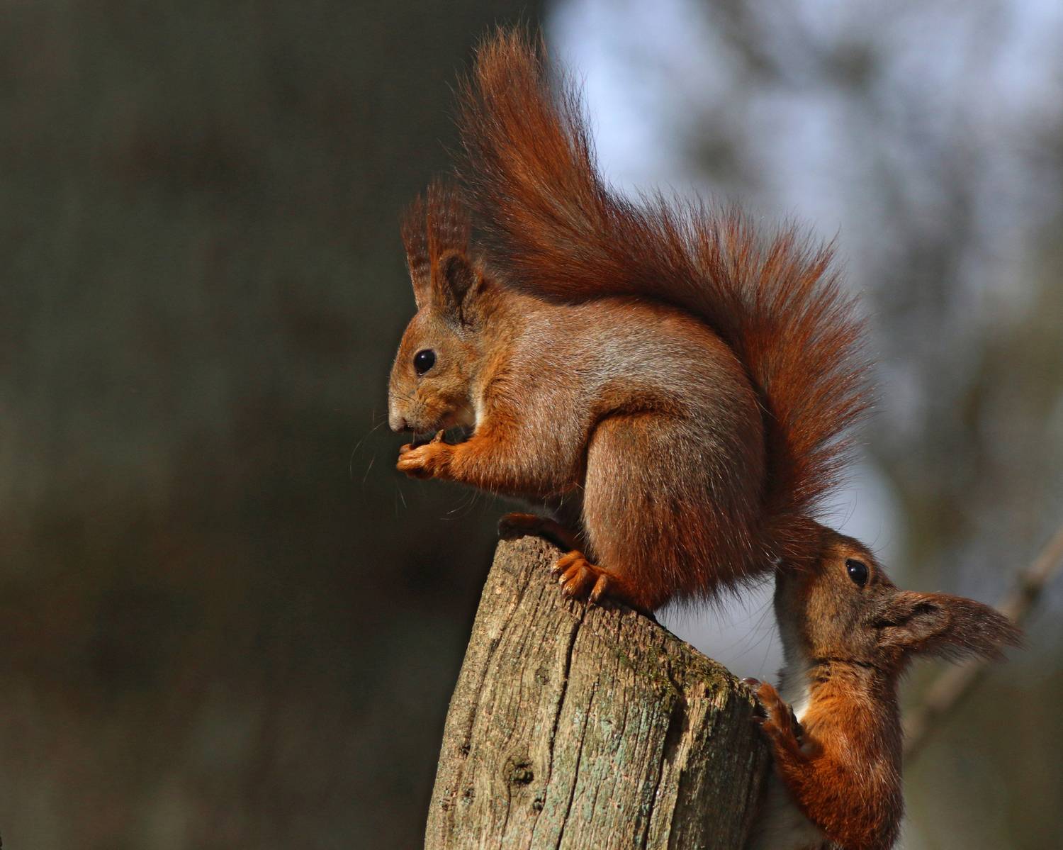 обыкновенная белка, белка, sciurus vulgaris, red squirrel, squirrel, парк имени макса ашманна, Бондаренко Георгий