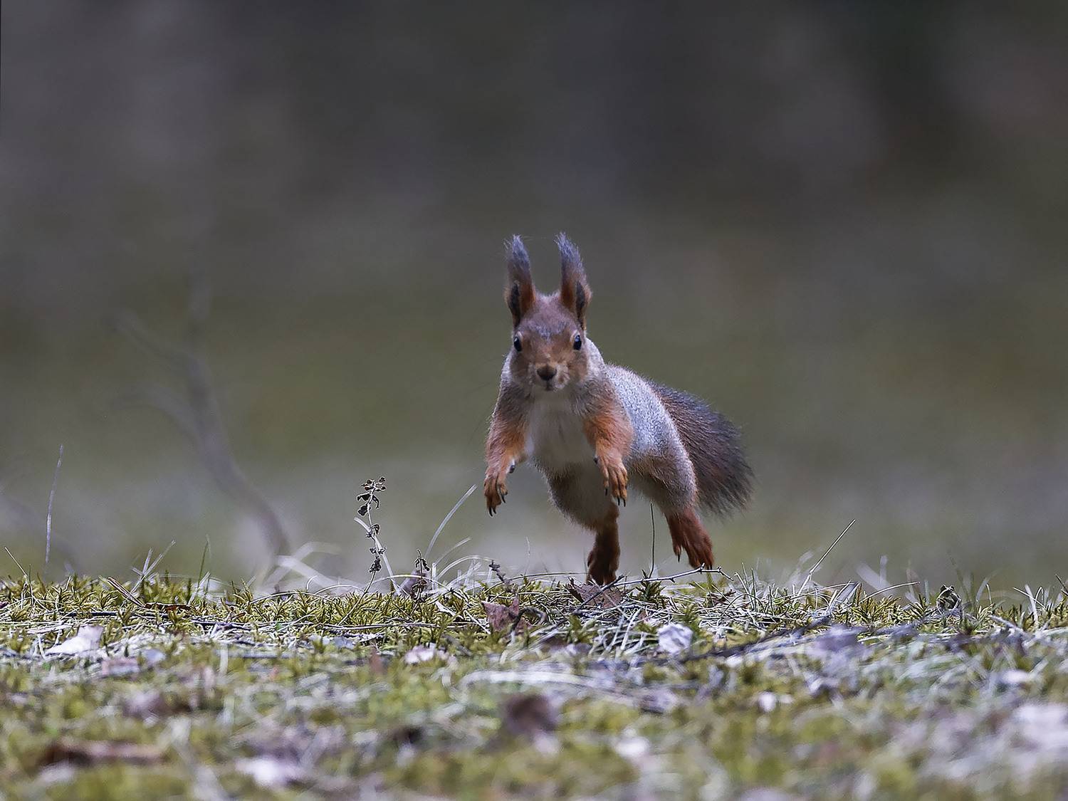 белка,прыжок, красота, лес, природа, squirrel, movement, jump, forest, nature, Стукалова Юлия