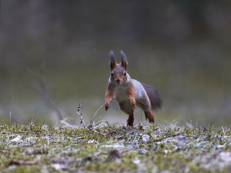 белка,прыжок, красота, лес, природа, squirrel, movement, jump, forest, nature На взлёте фото превью