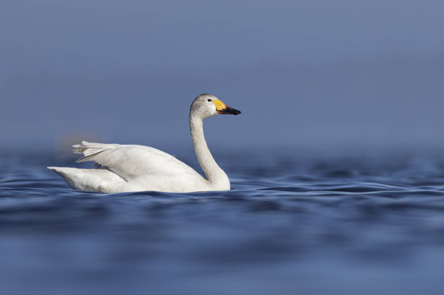 тундровый лебедь, малый лебедь, лебедь, птицы, Руслан Pl