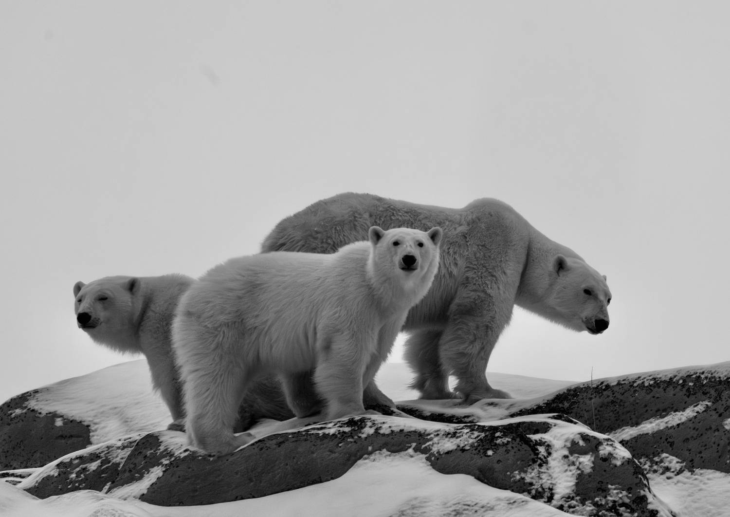 , Владимир Цветов