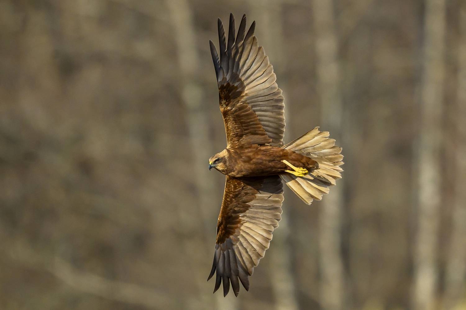 , Пупонин Сергей