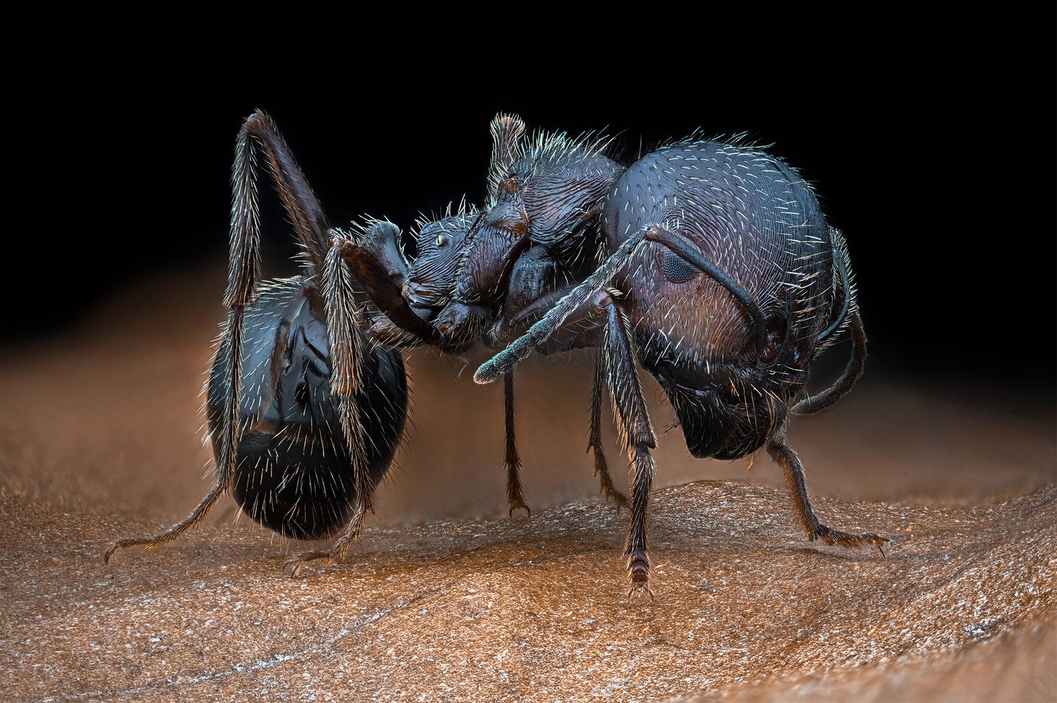 ceclii, macro, Ganev Tsvetan