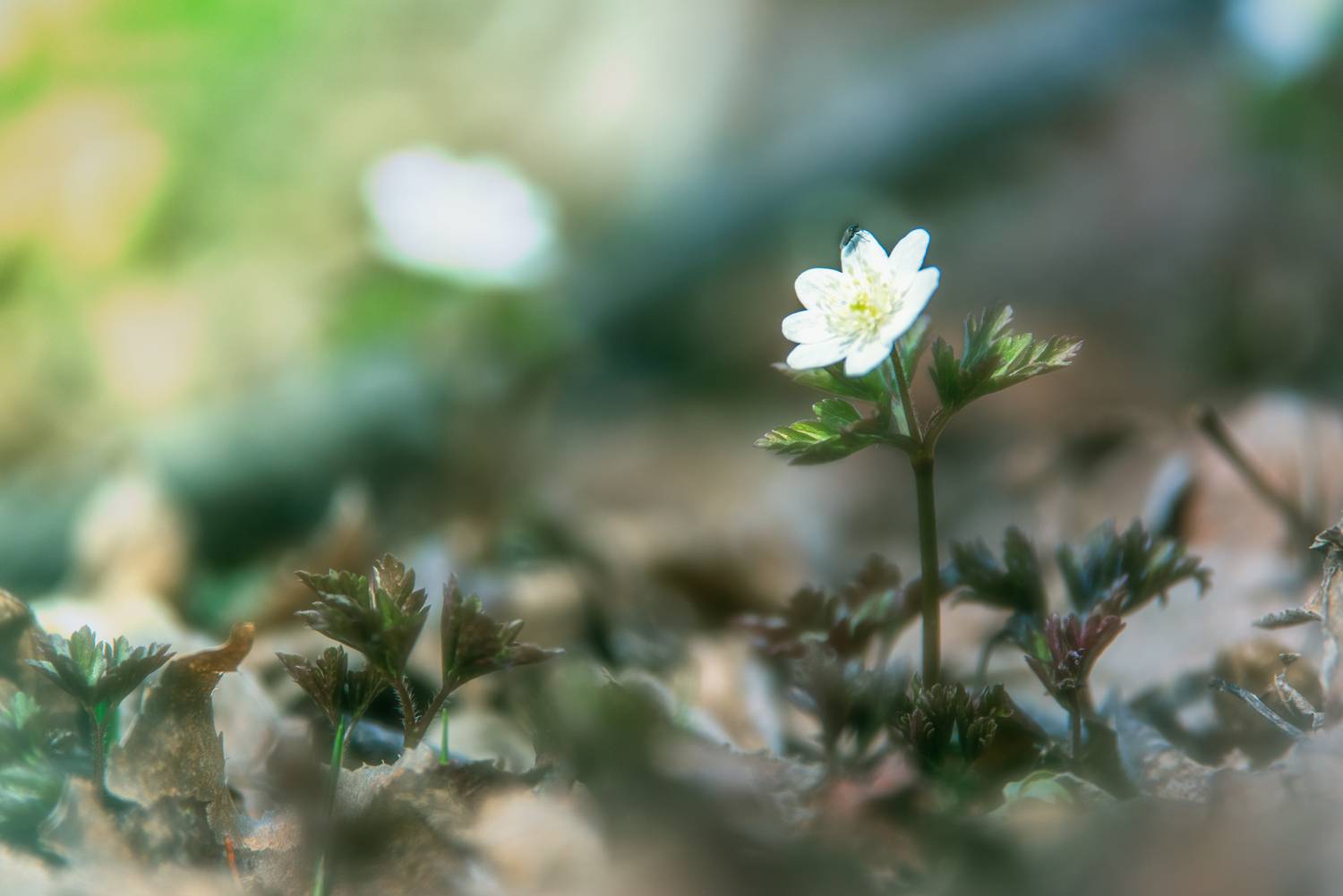 , Александр Новиков
