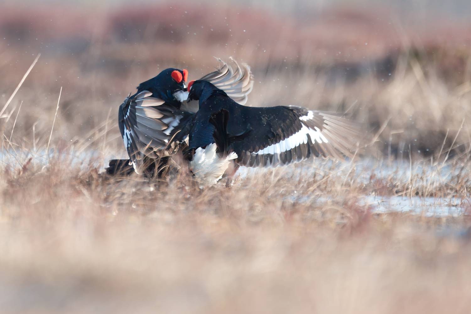 тетерев, grouse, fight, nature, bird, birdwatching, битва, ток, природа, птицы, Ярославль, крылья, взмах, полет, крики, wings, flight, Сергей Немцев