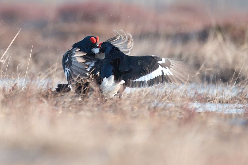 тетерев, grouse, fight, nature, bird, birdwatching, битва, ток, природа, птицы, Ярославль, крылья, взмах, полет, крики, wings, flight Атака фото превью