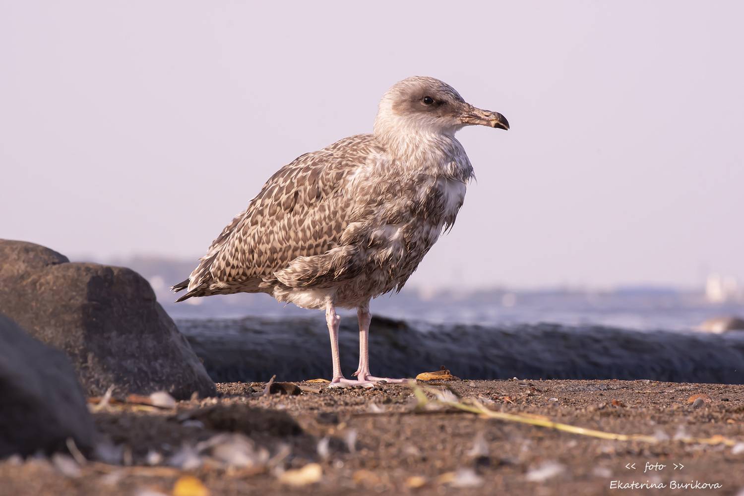 , Бурикова Екатерина