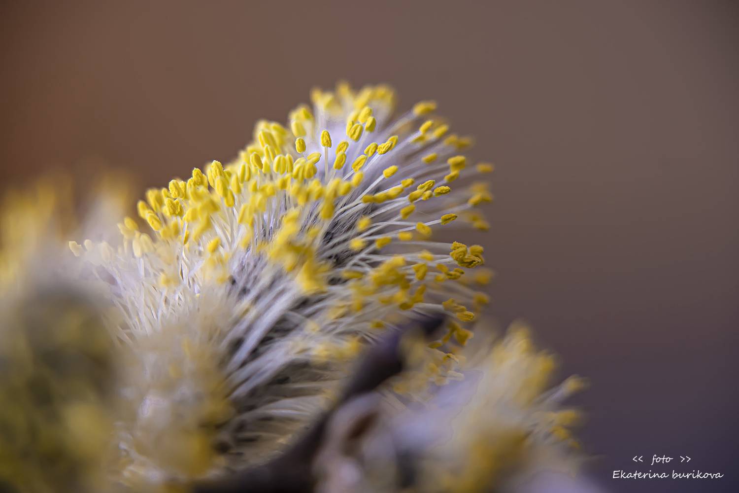 , Бурикова Екатерина