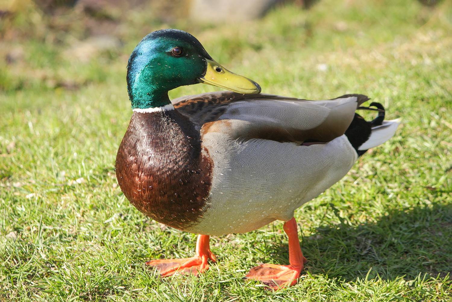 утка, кряква, anas platyrhynchos, КарОл